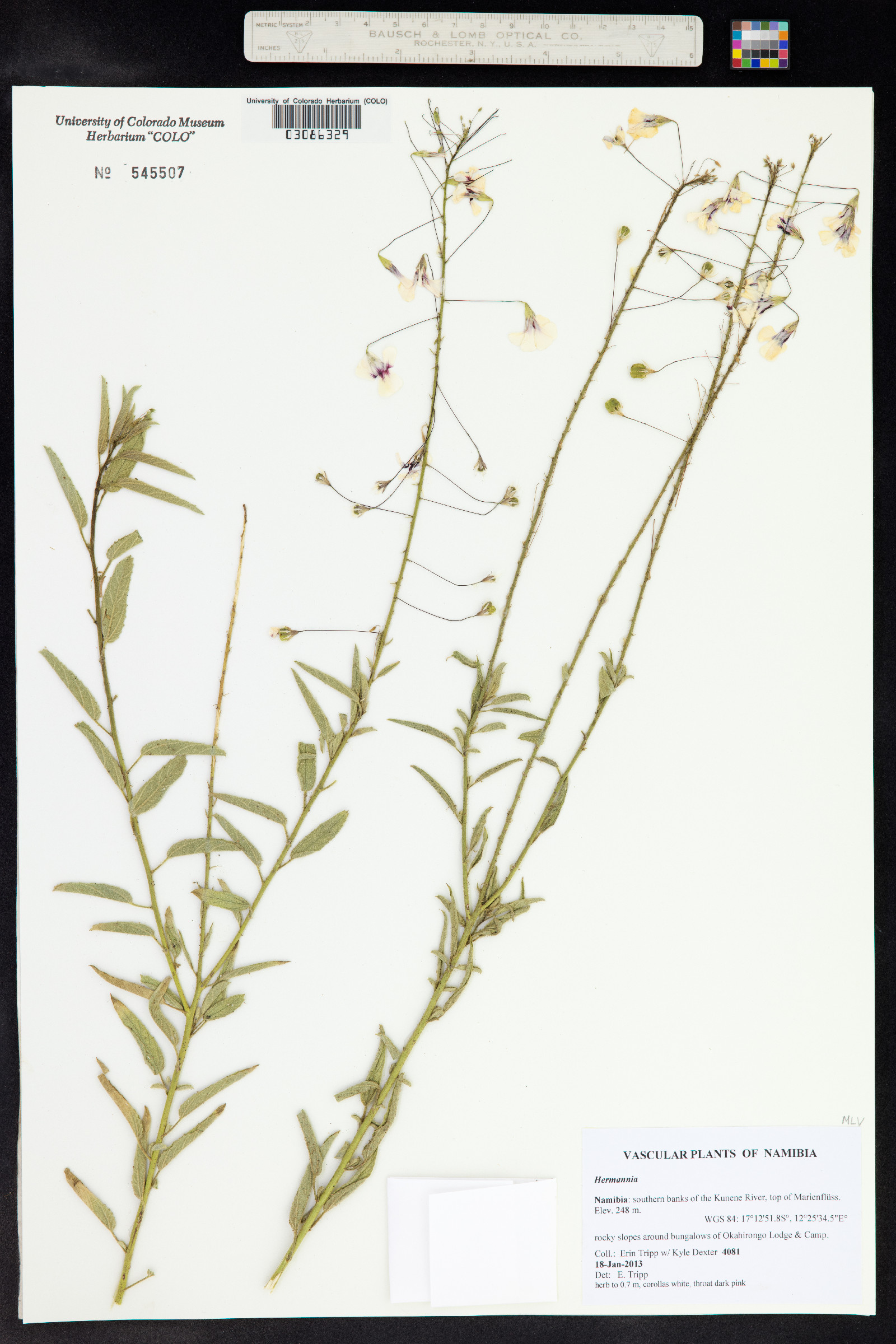 Hermannia image