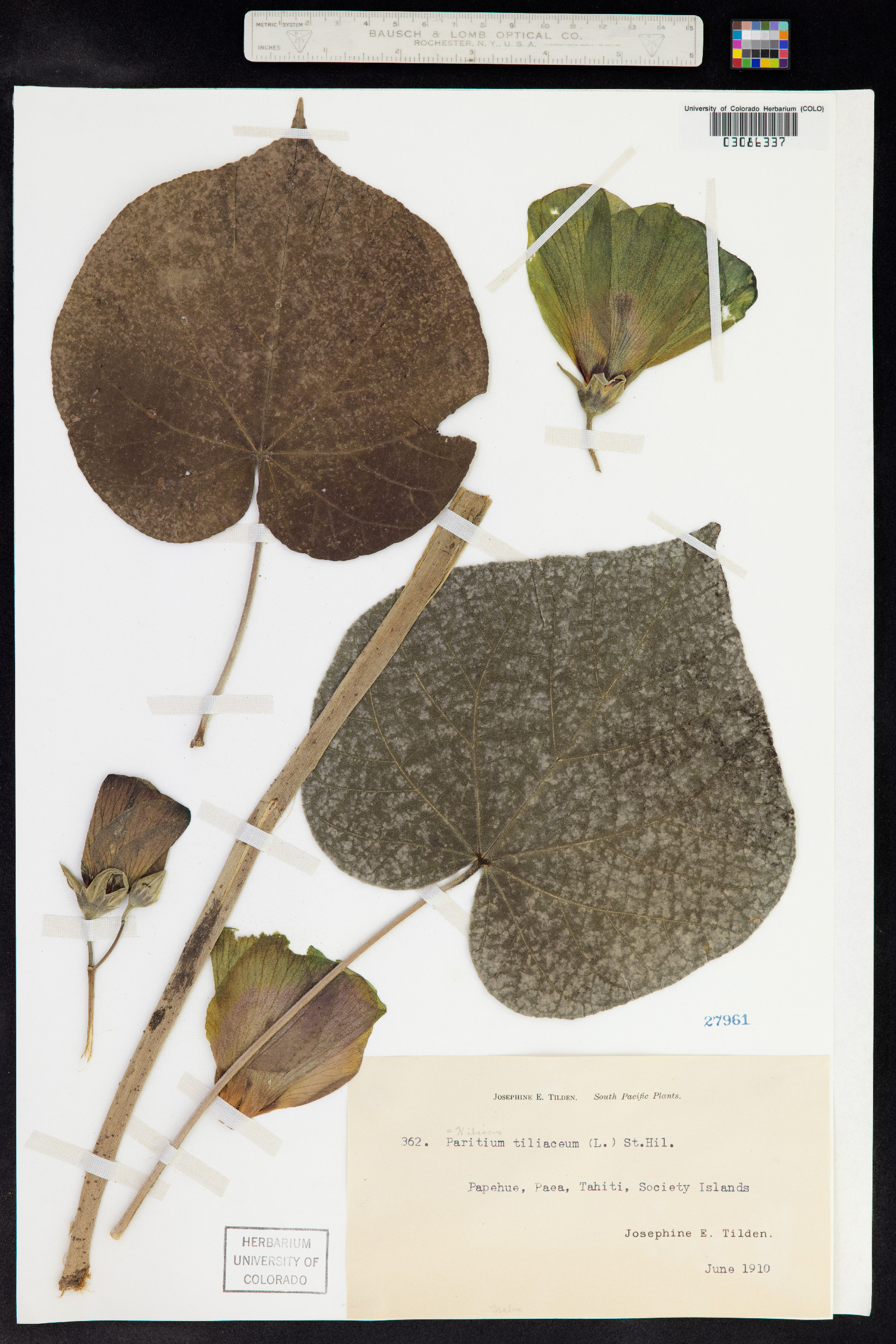 Talipariti tiliaceum image