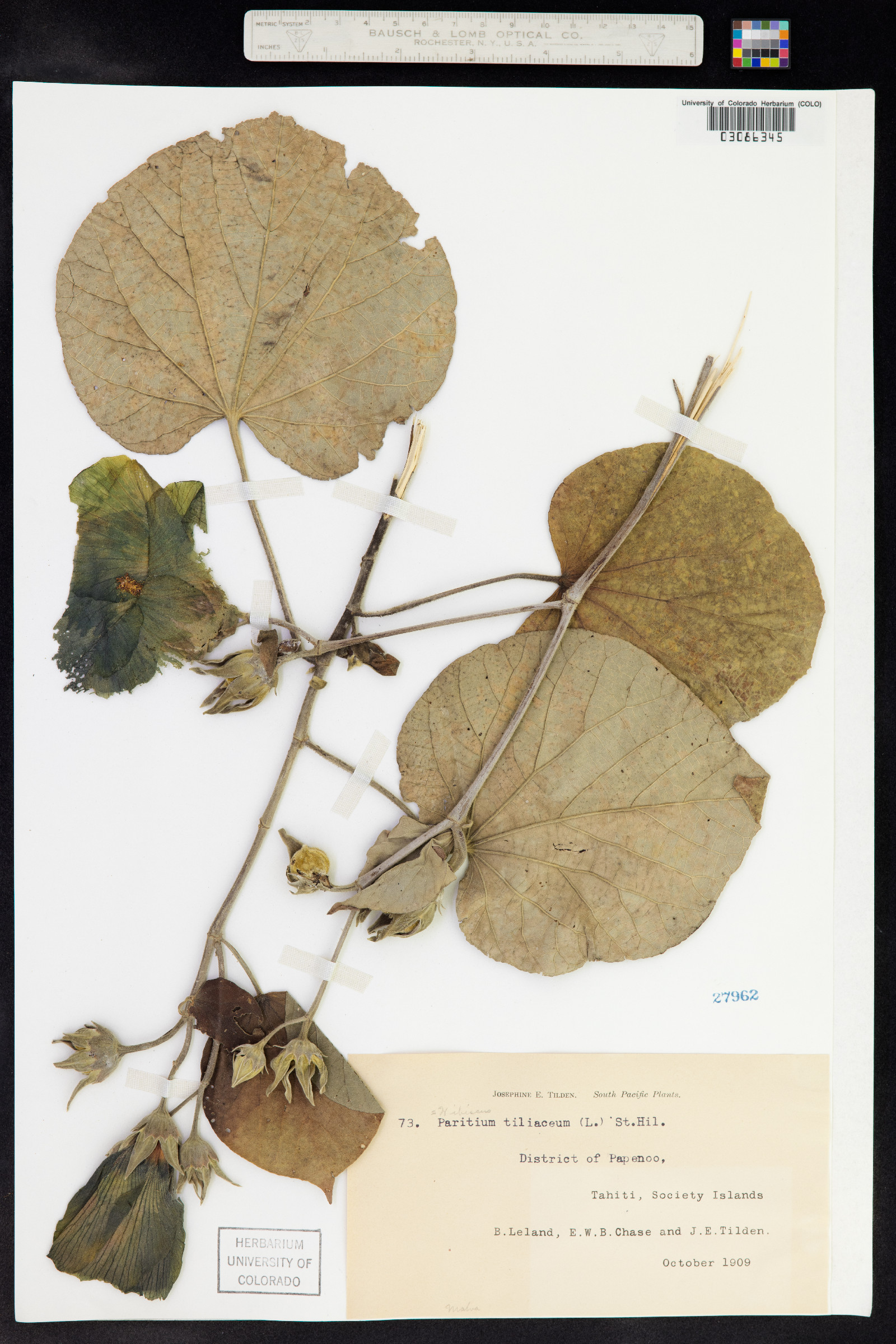 Talipariti tiliaceum image