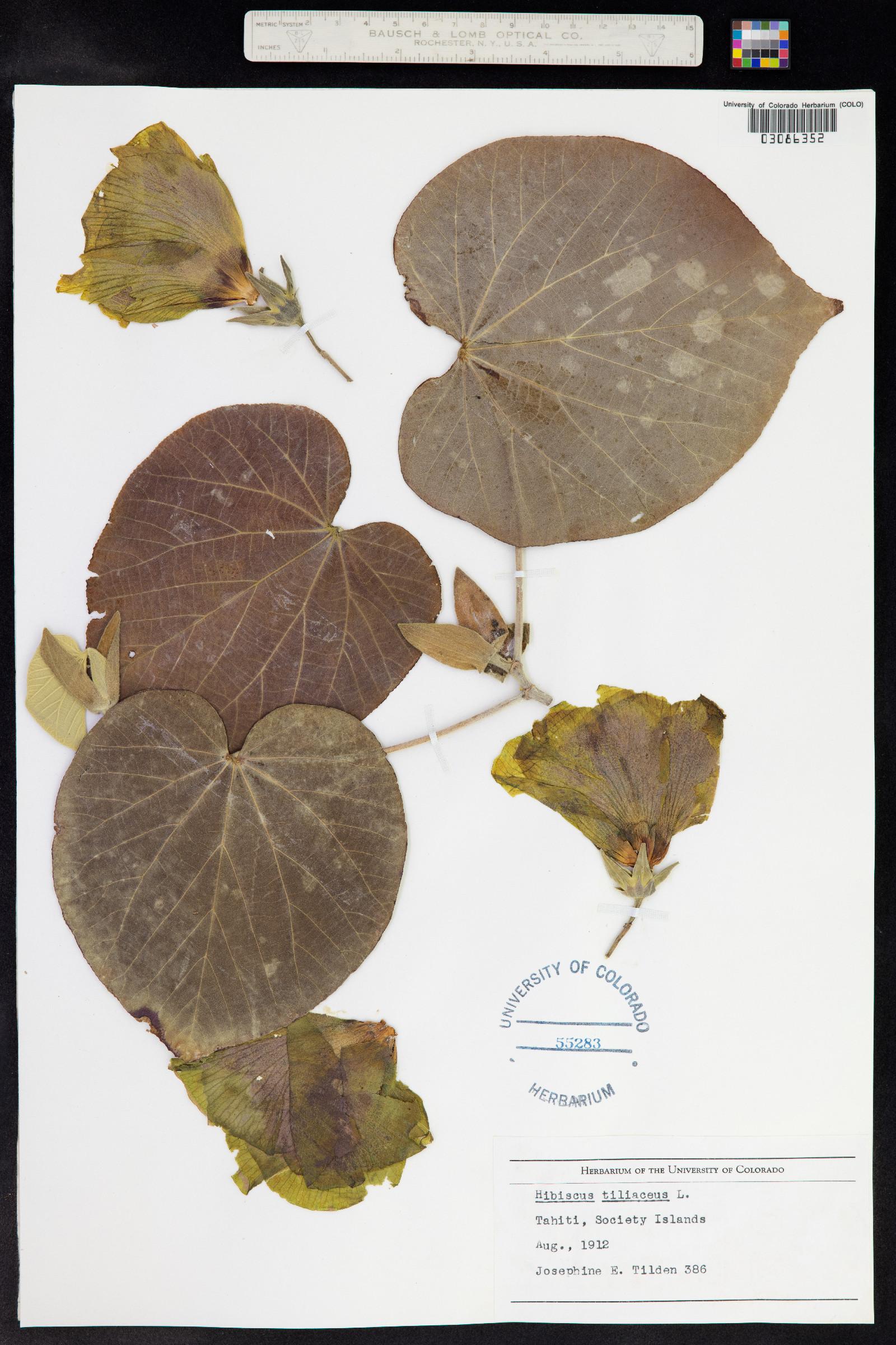 Talipariti tiliaceum image