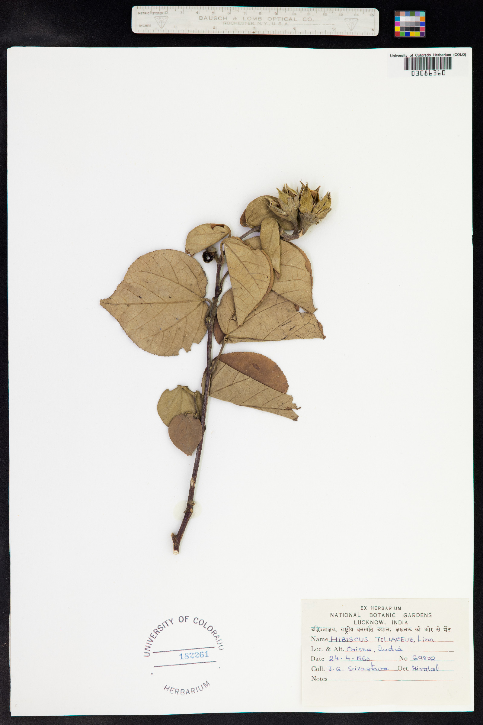 Talipariti tiliaceum image