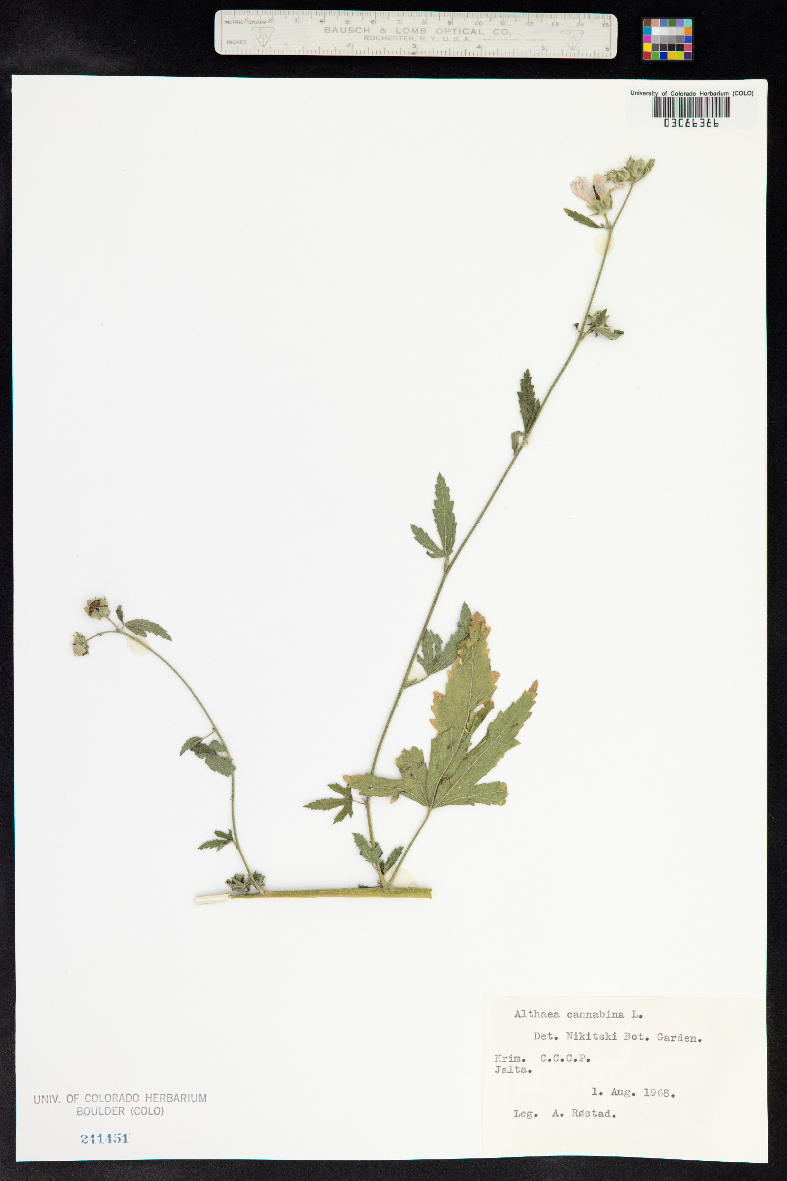 Althaea cannabina image