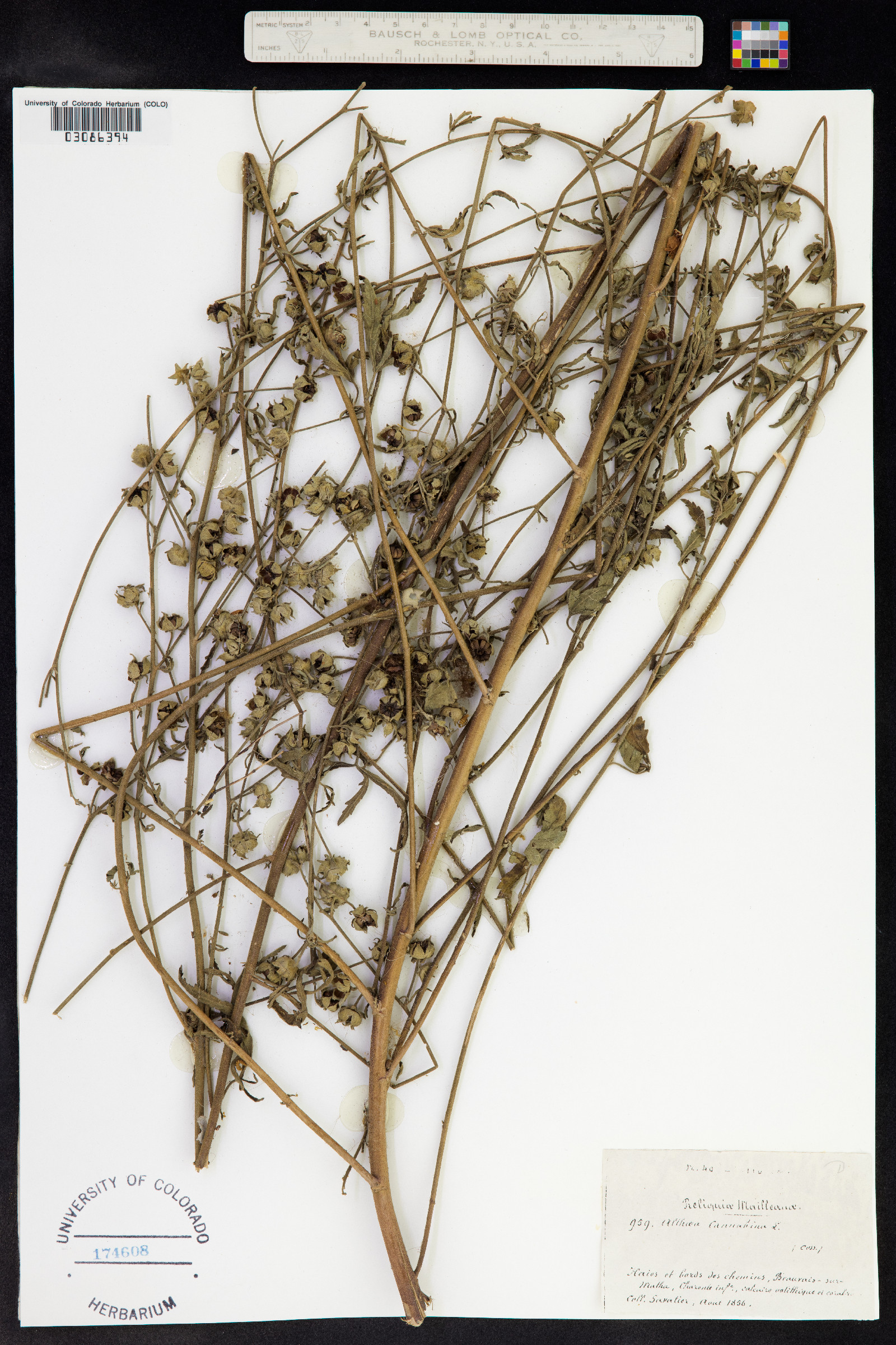 Althaea cannabina image