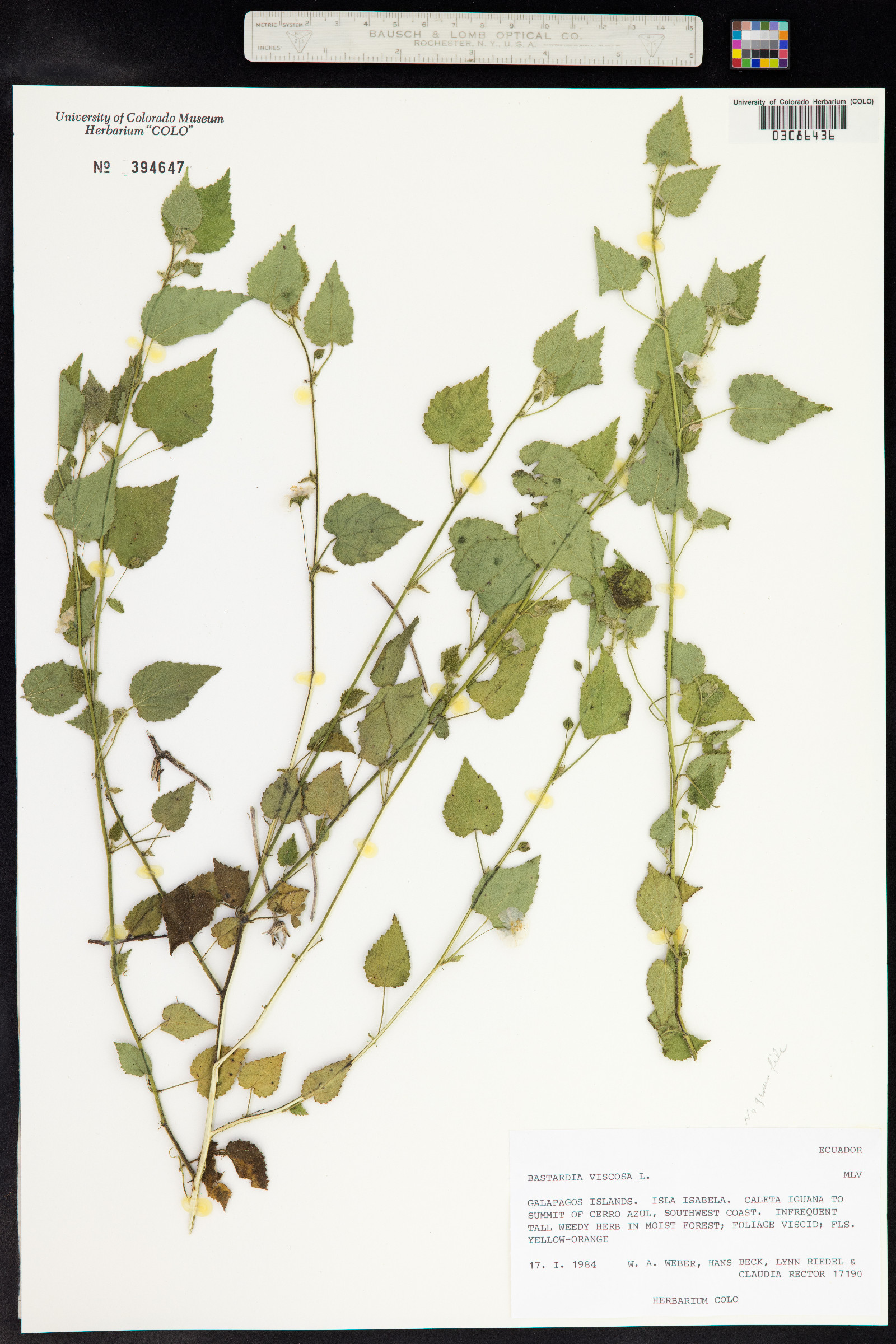 Bastardia viscosa image