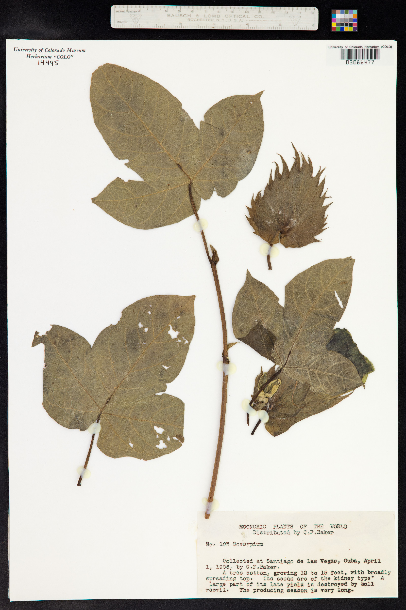 Gossypium barbadense image