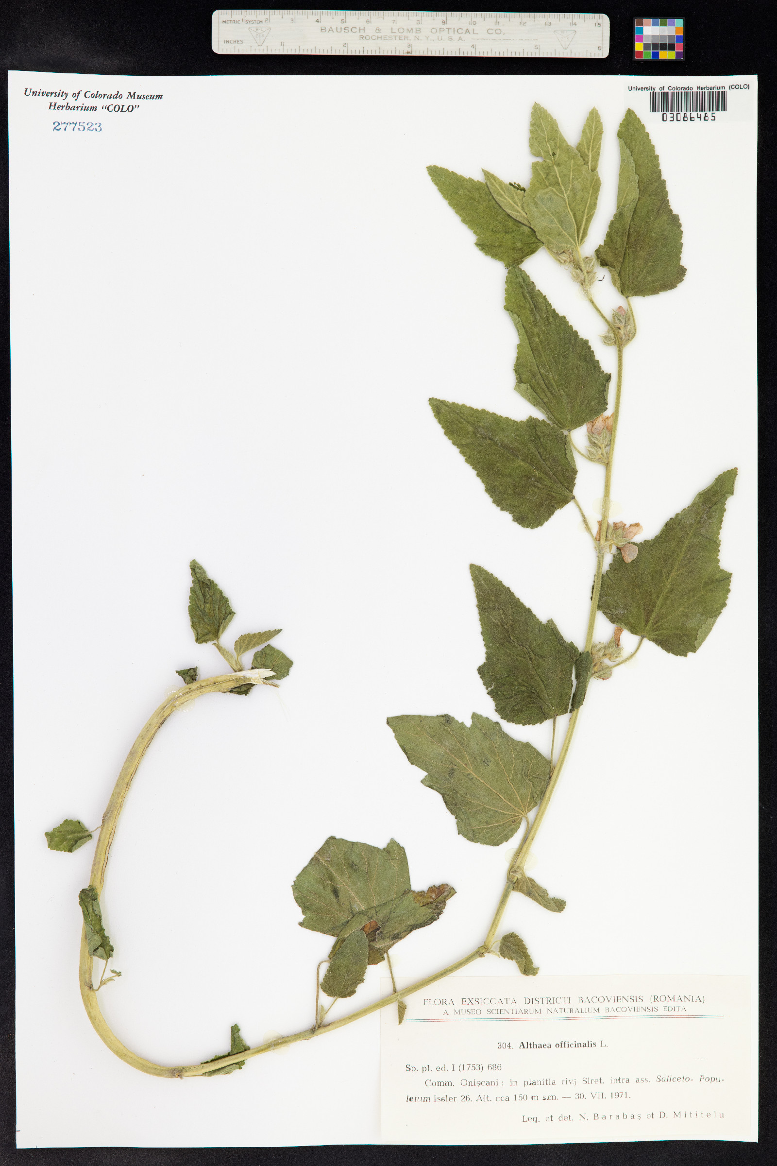 Althaea officinalis image