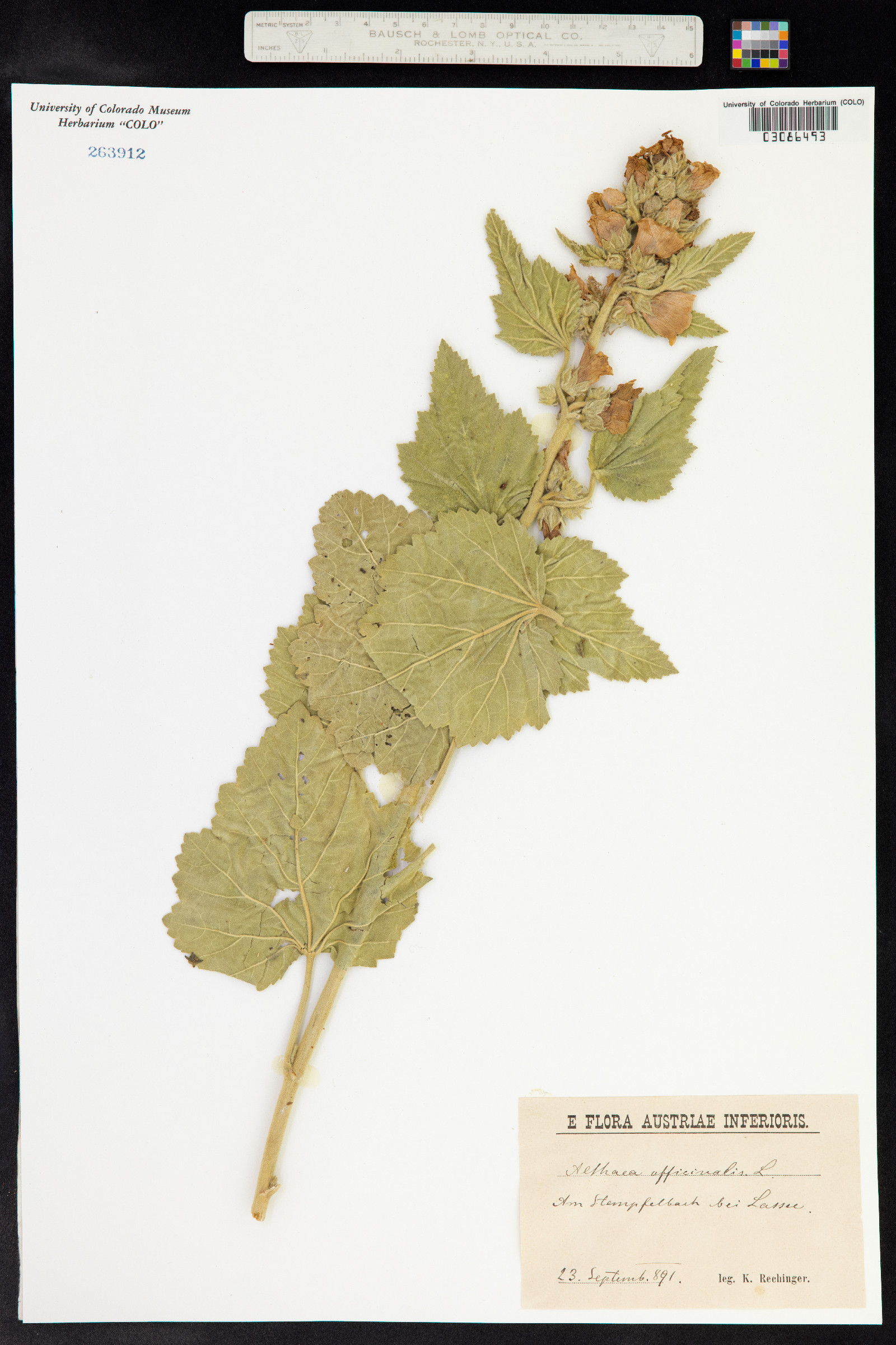 Althaea officinalis image