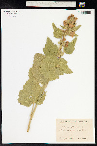 Althaea officinalis image