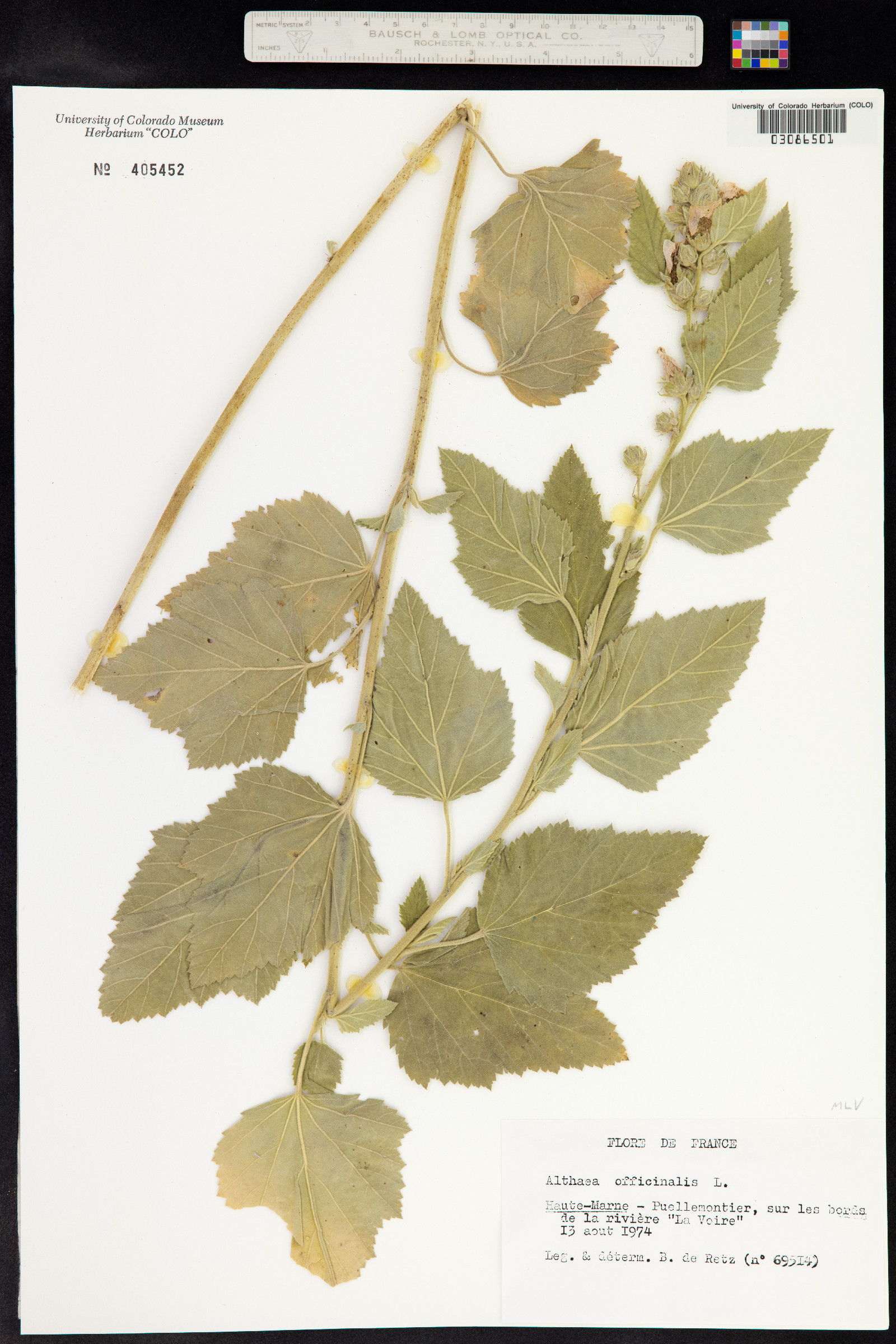 Althaea image