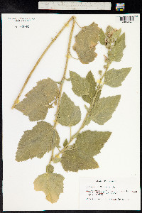 Althaea officinalis image
