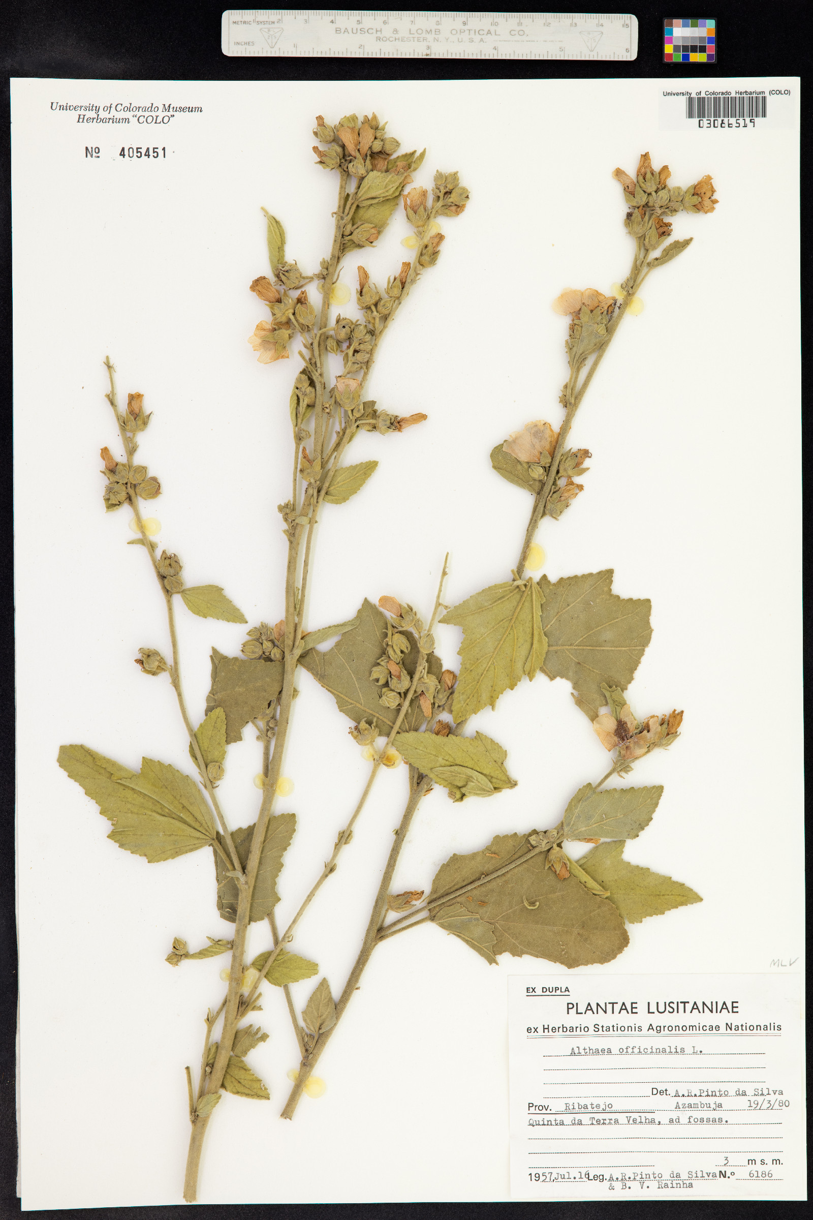 Althaea officinalis image