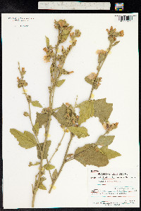 Althaea officinalis image