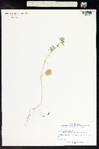 Althaea hirsuta image