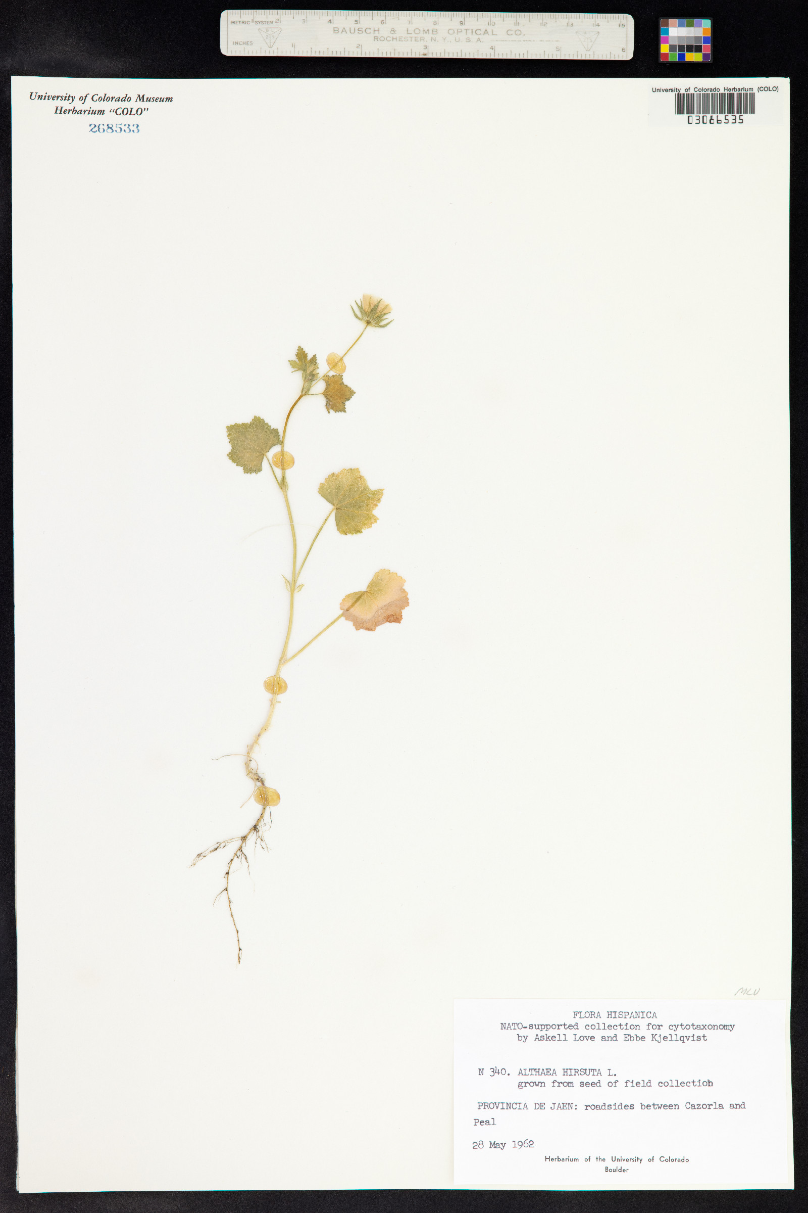 Althaea hirsuta image