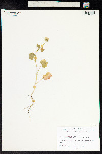 Althaea hirsuta image