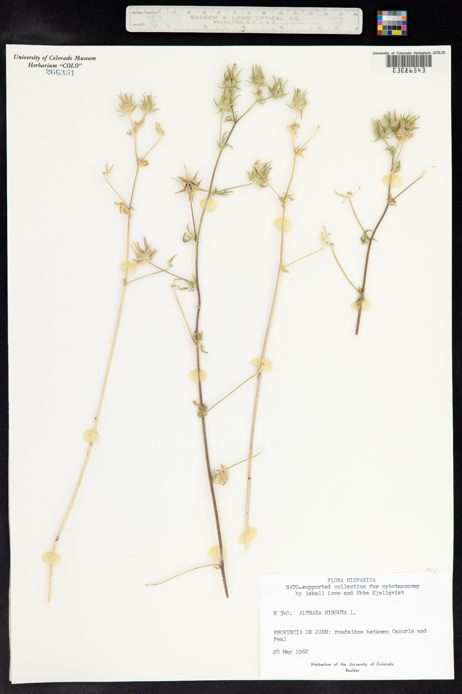 Althaea hirsuta image