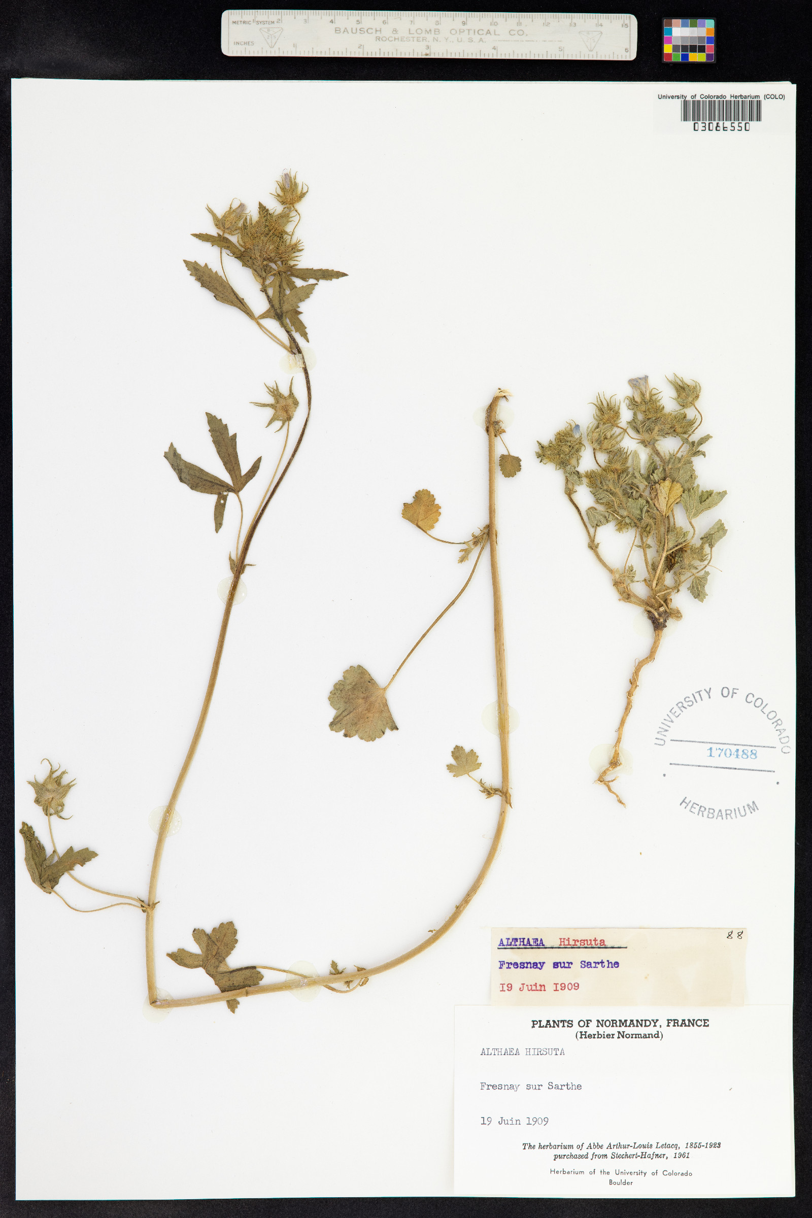 Althaea hirsuta image