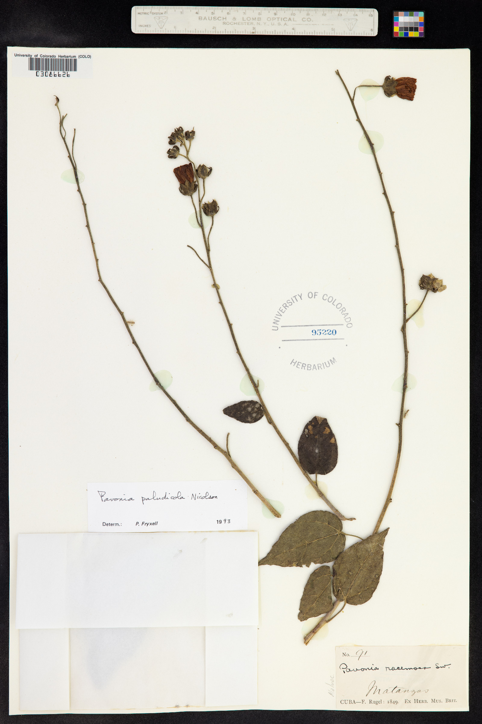 Pavonia paludicola image
