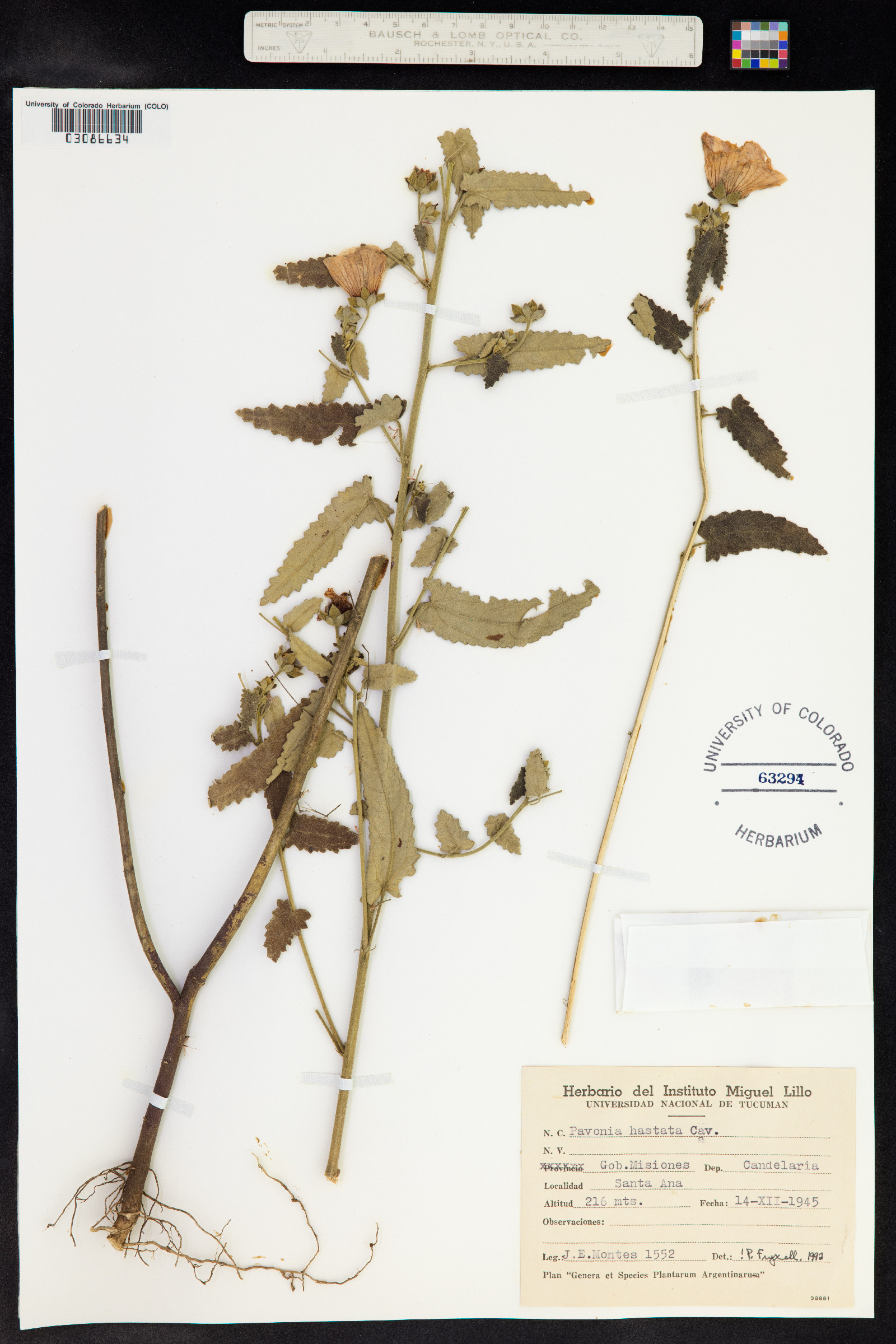 Pavonia hastata image