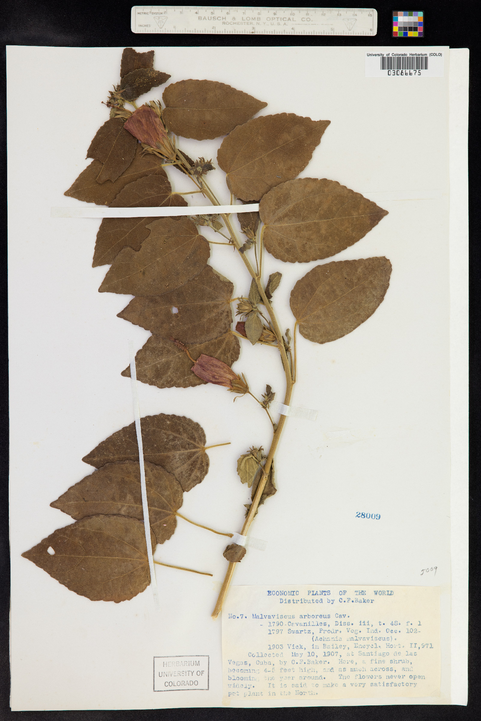 Malvaviscus arboreus image