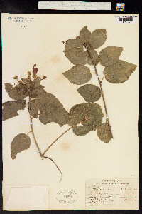 Malvaviscus arboreus image