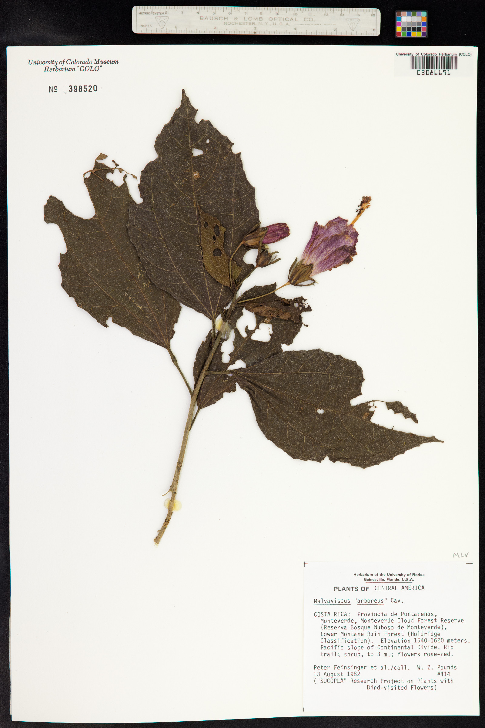 Malvaviscus arboreus image