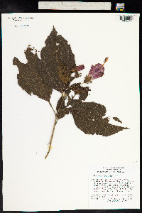 Malvaviscus arboreus image