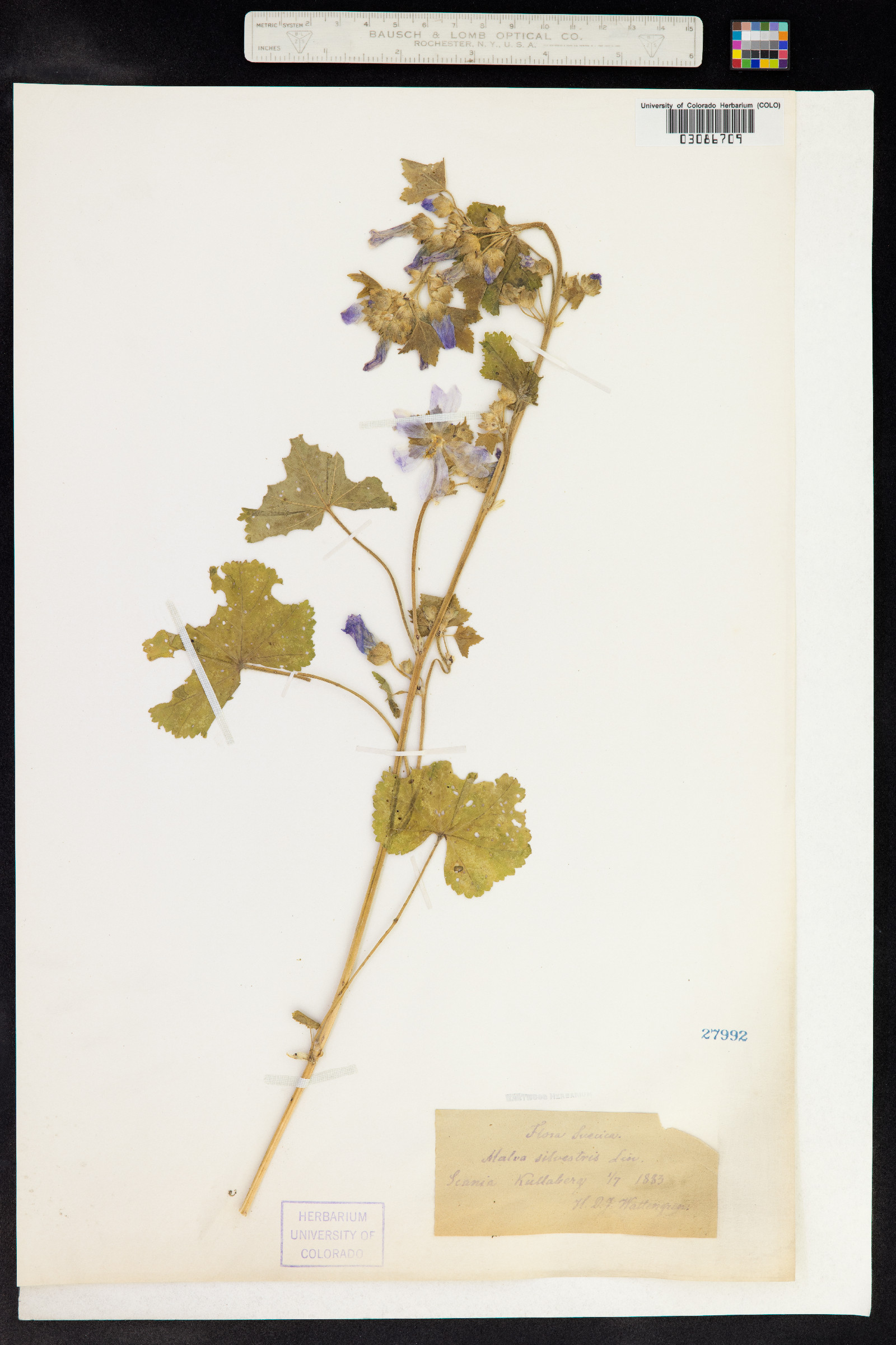 Malva sylvestris image