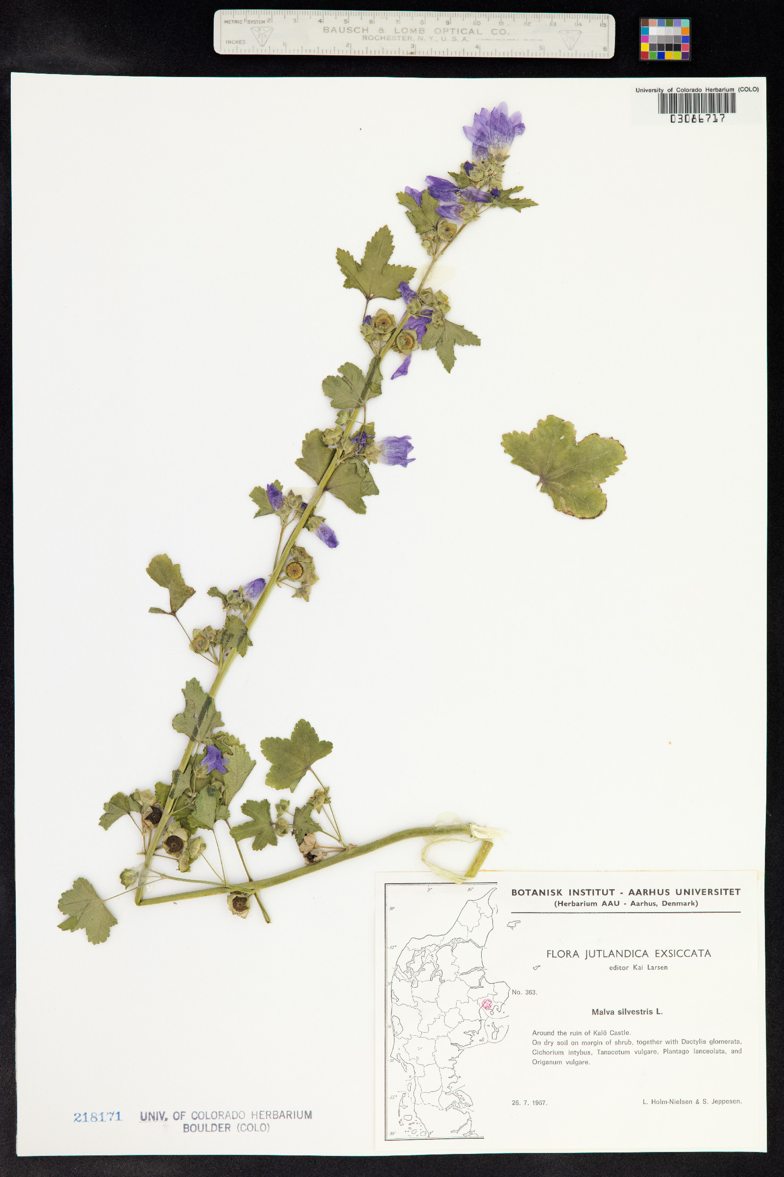 Malva sylvestris image