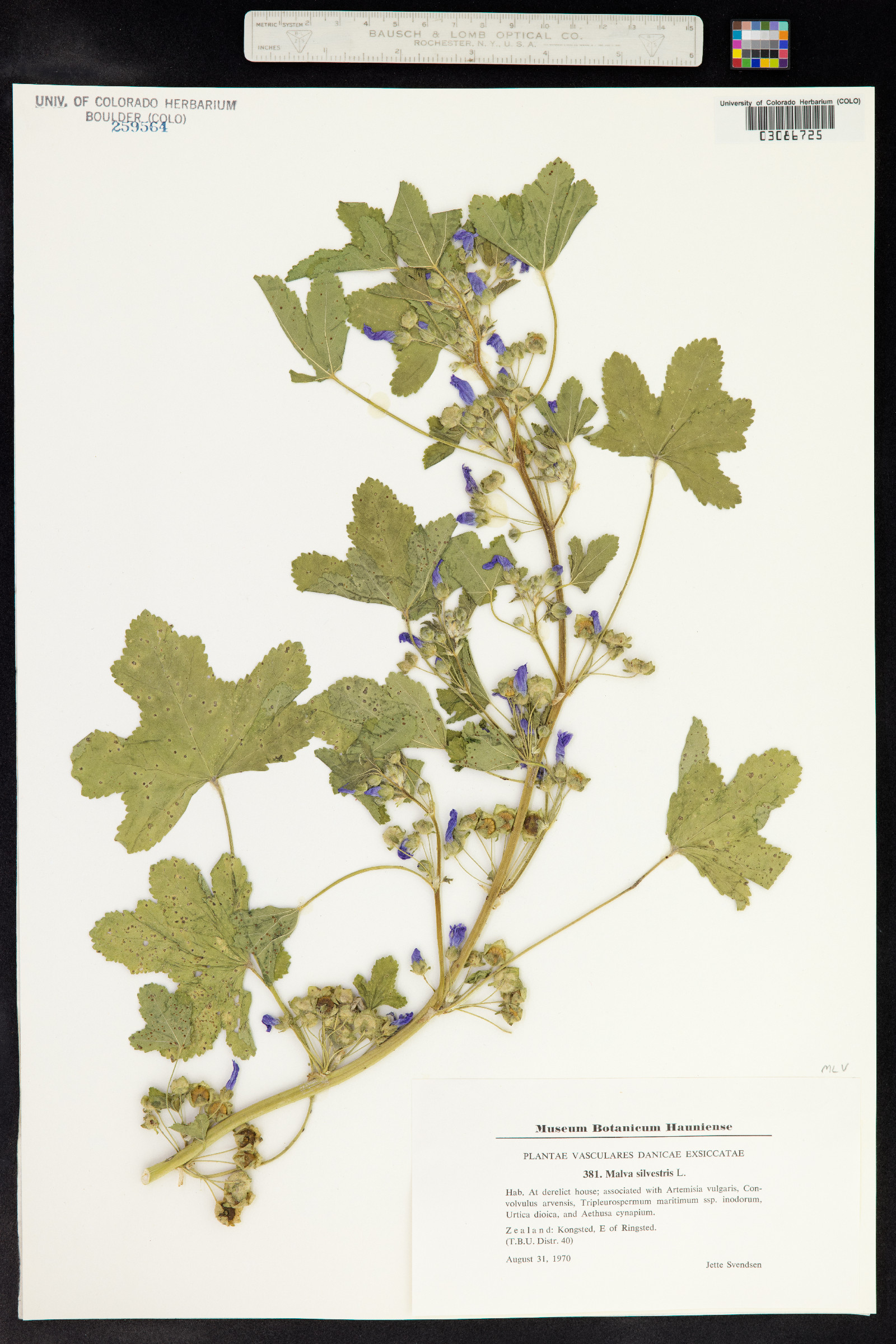 Malva sylvestris image