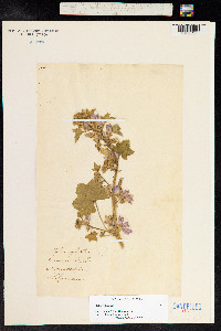 Malva sylvestris image