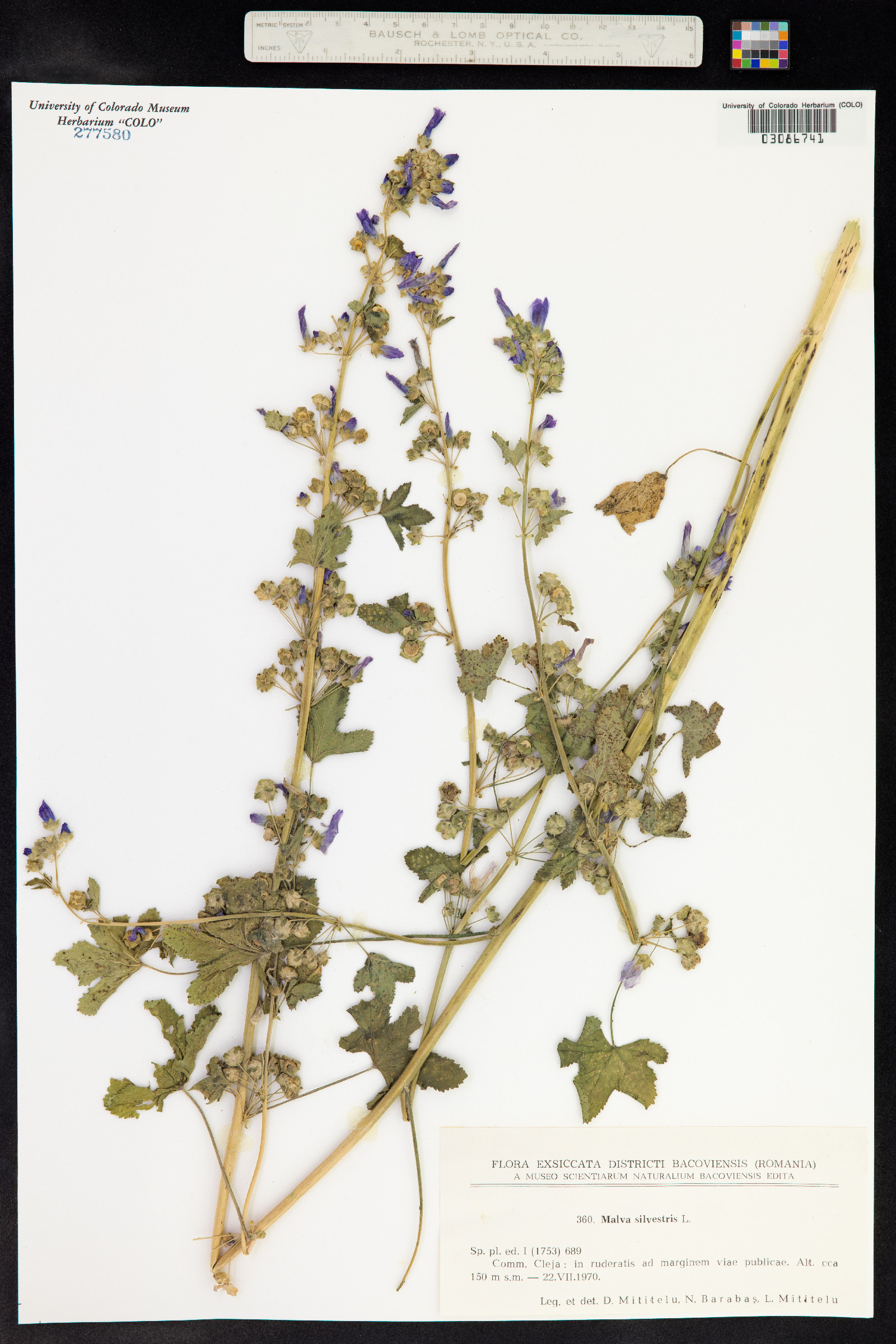 Malva sylvestris image