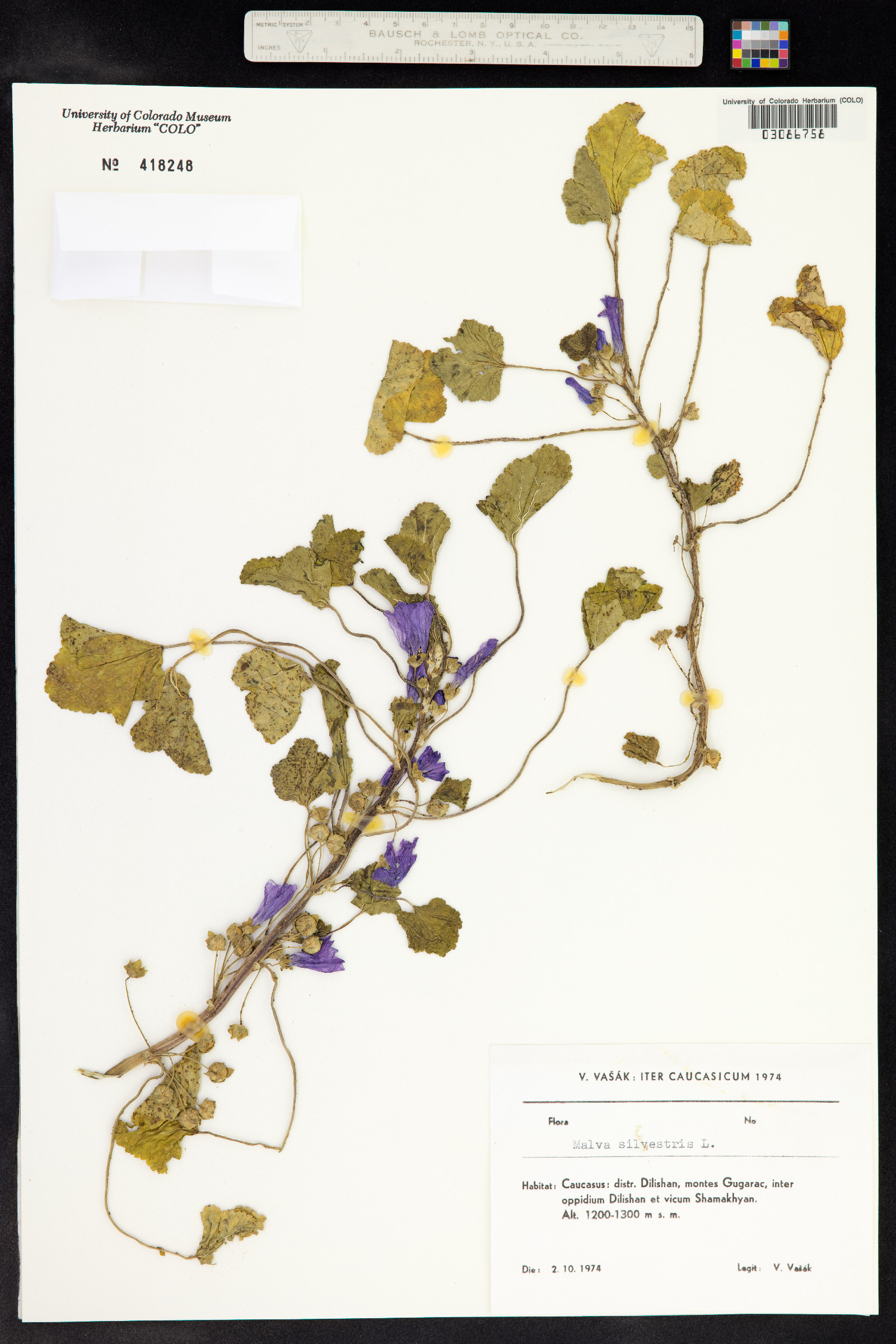 Malva sylvestris image