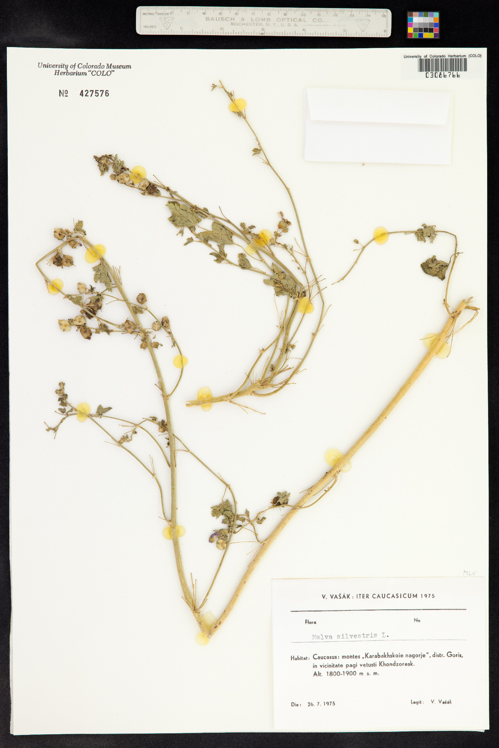 Malva sylvestris image