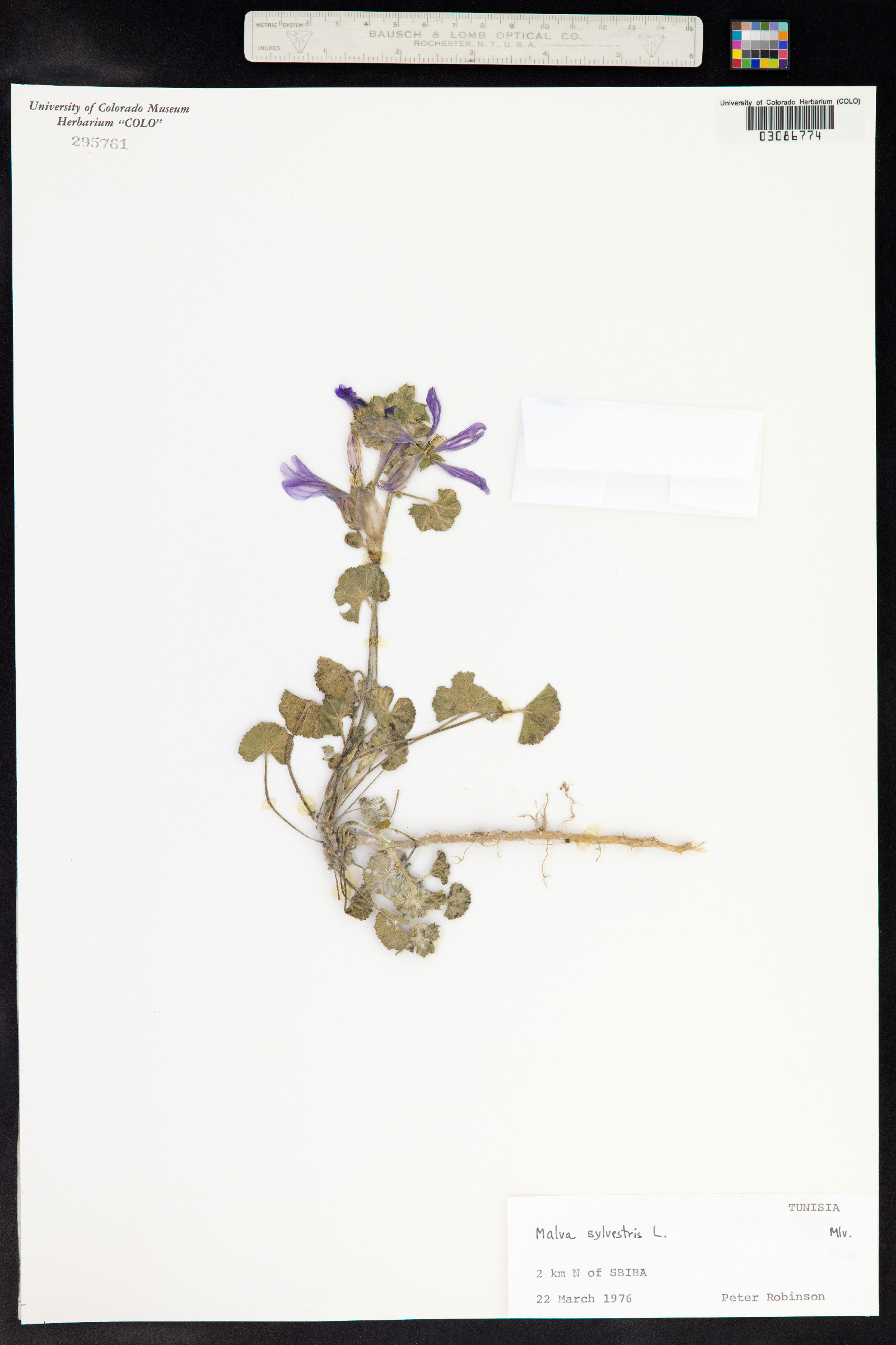 Malva sylvestris image