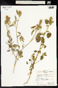 Malvastrum americanum image