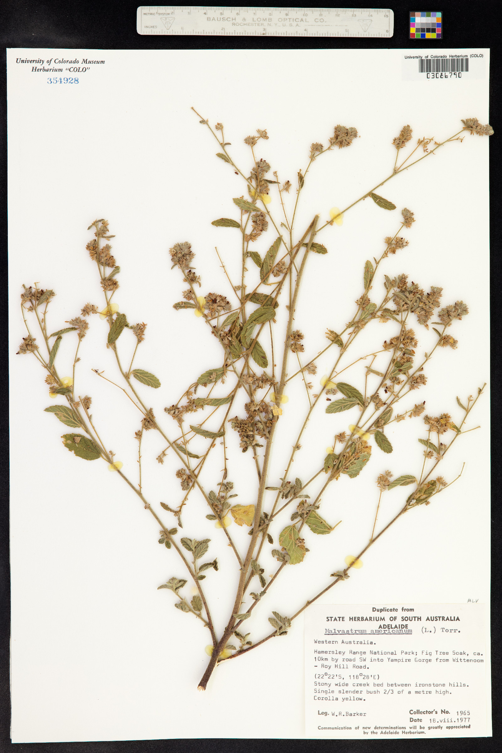 Malvastrum americanum image