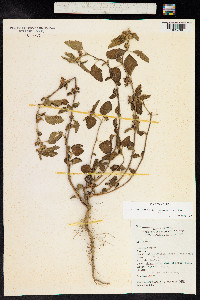 Malvastrum coromandelianum image