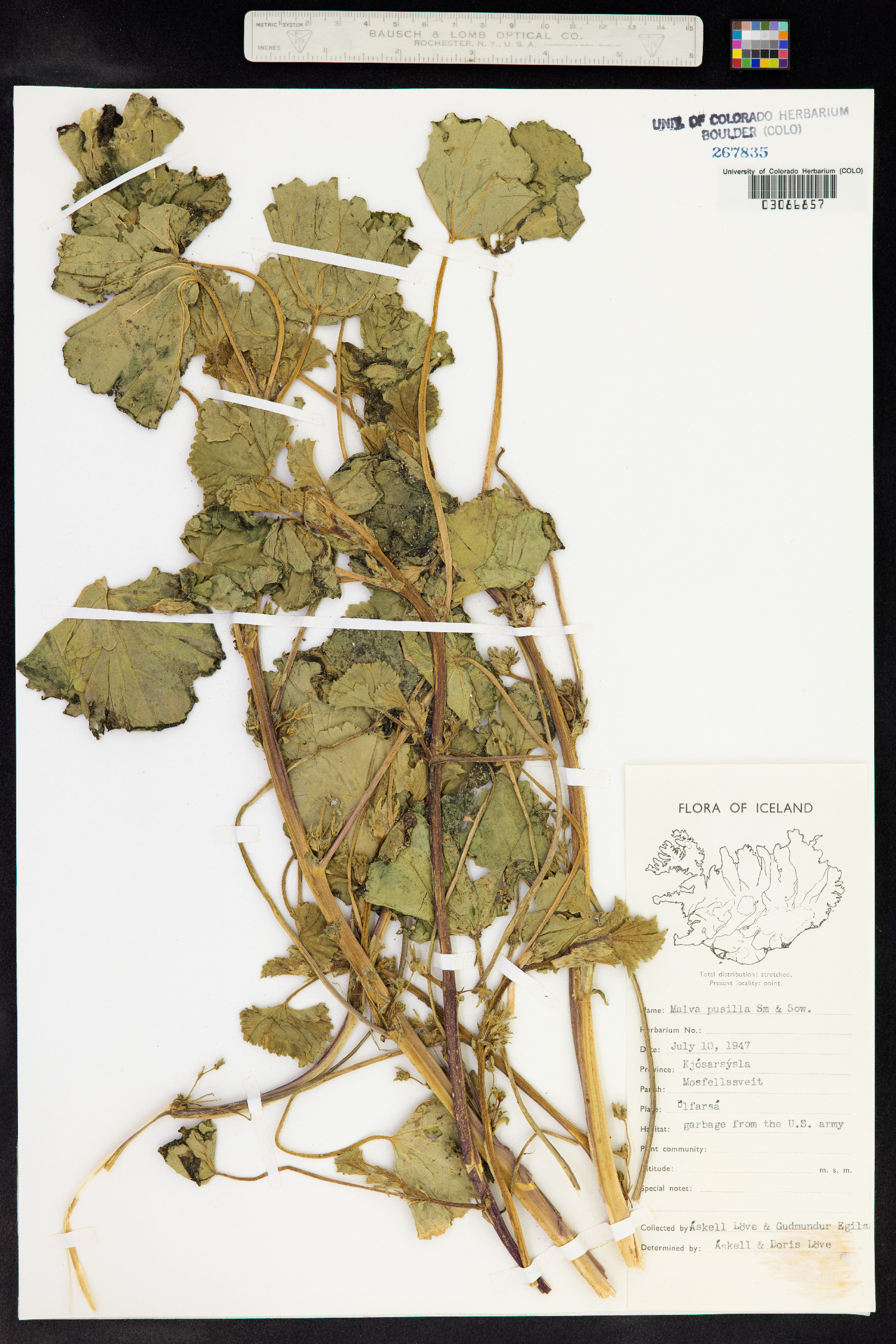 Malva pusilla image