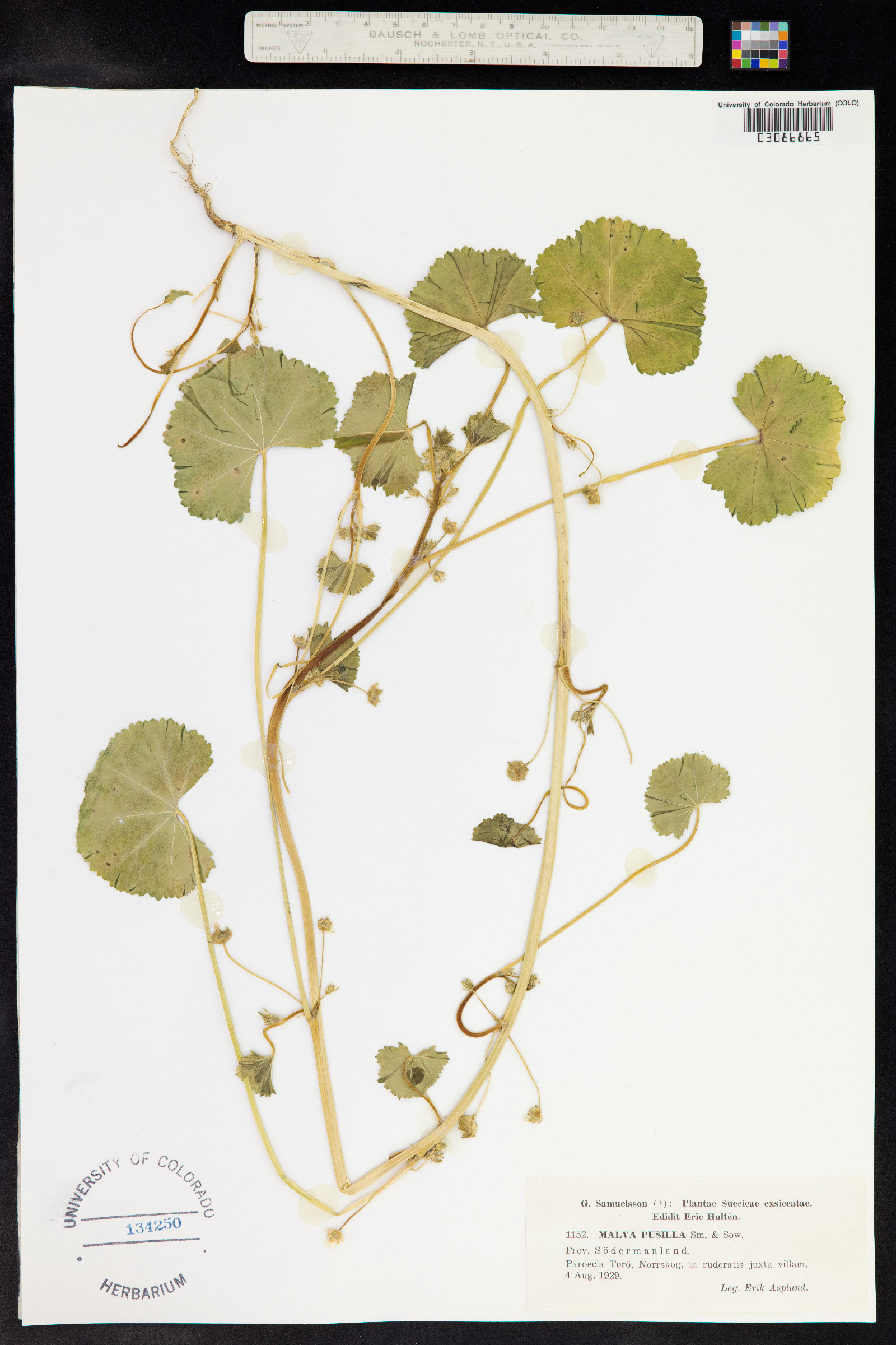 Malva pusilla image