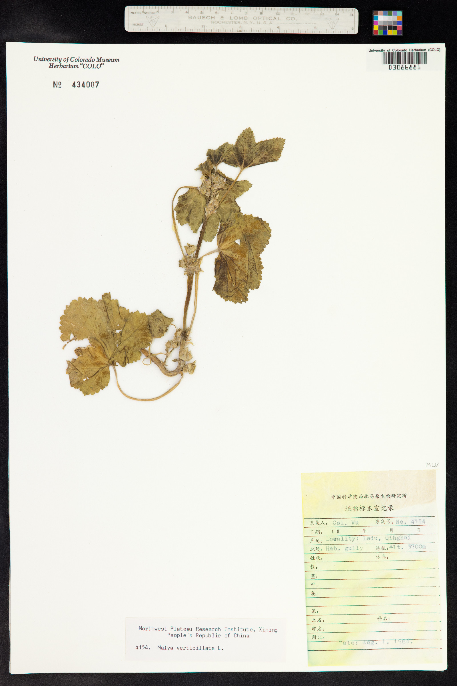 Malva verticillata image