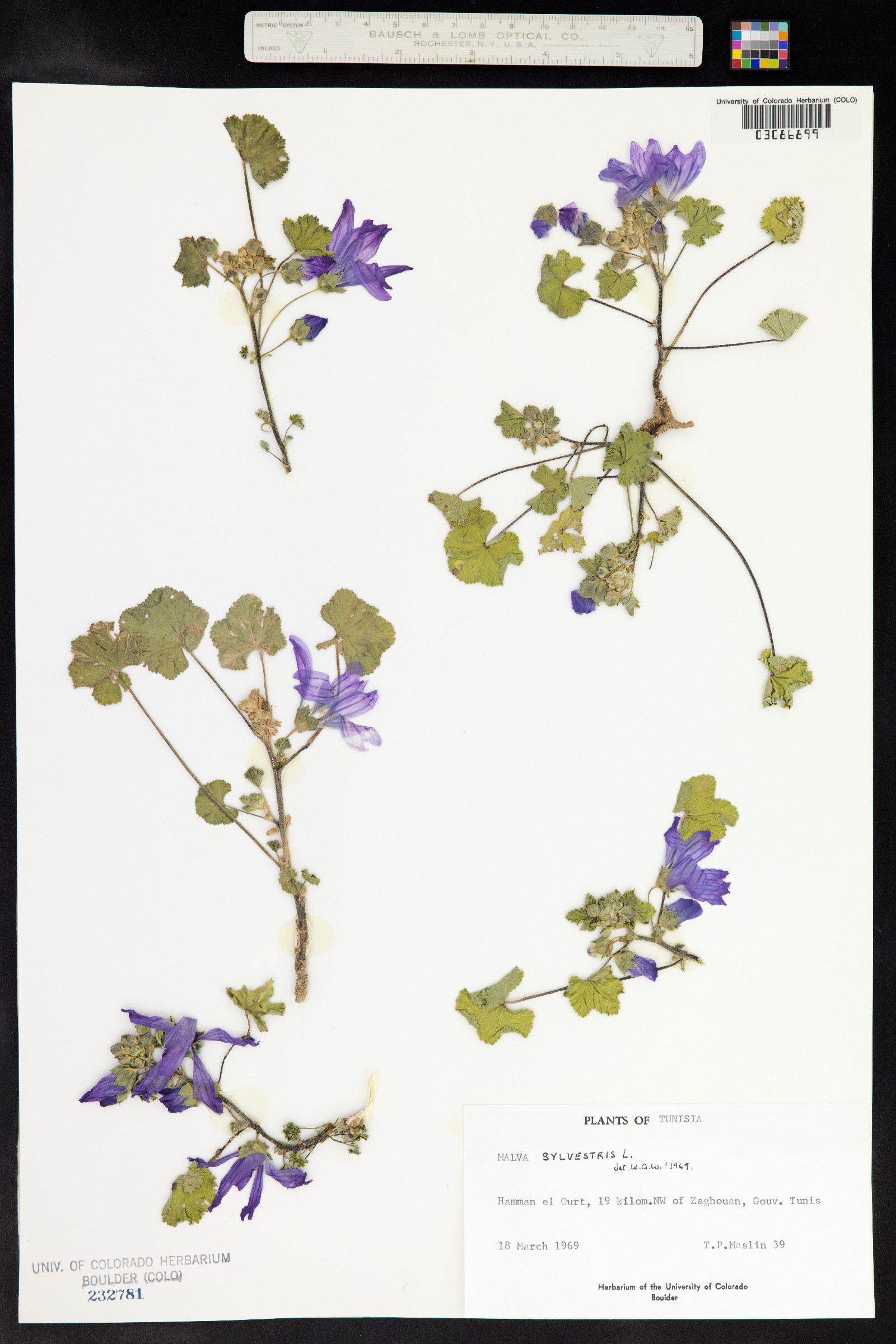 Malva sylvestris image