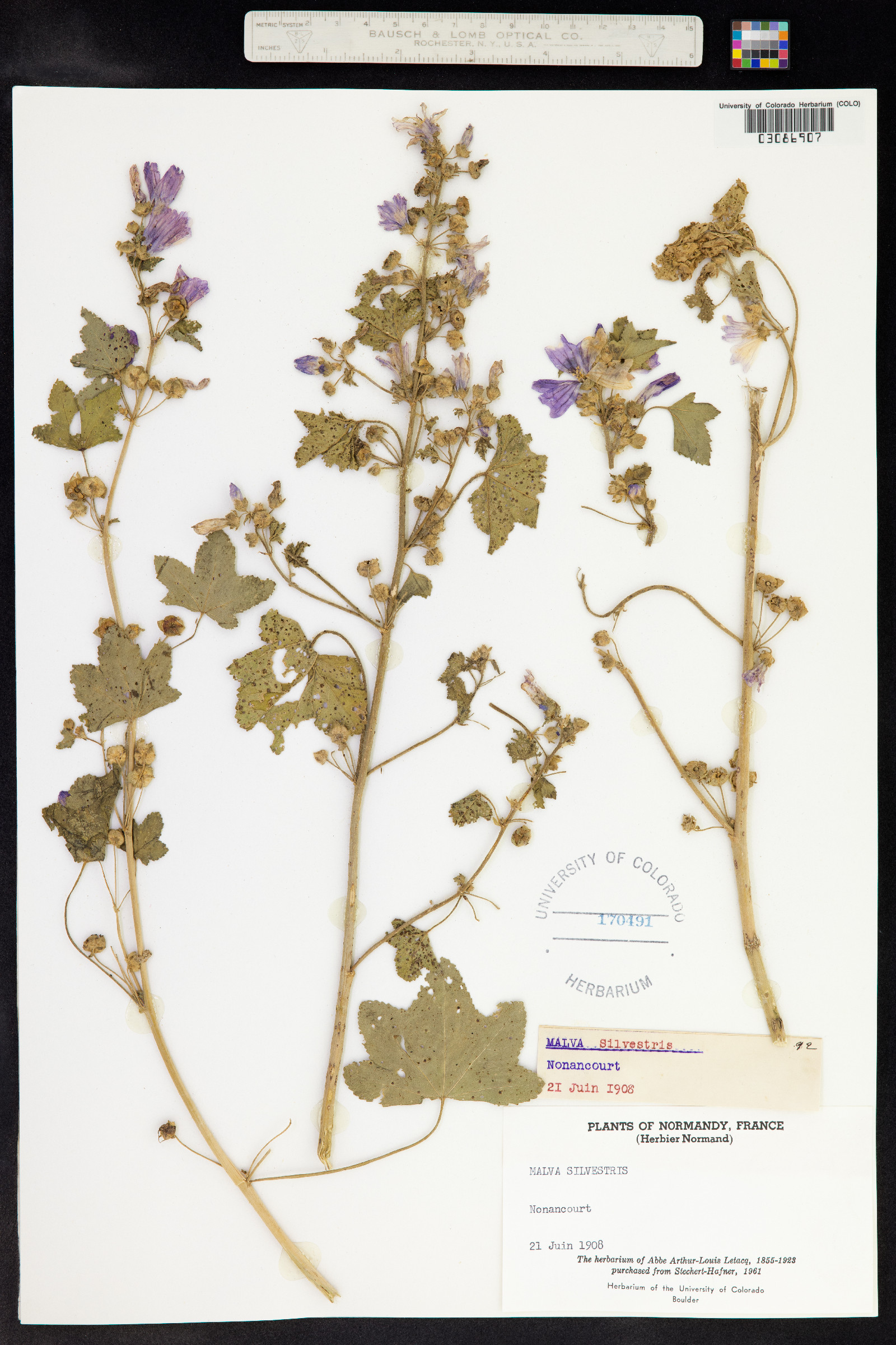 Malva sylvestris image