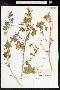 Malva sylvestris image
