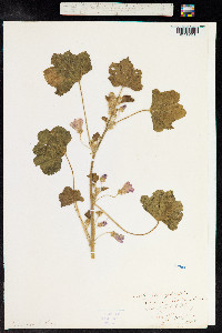 Malva sylvestris image