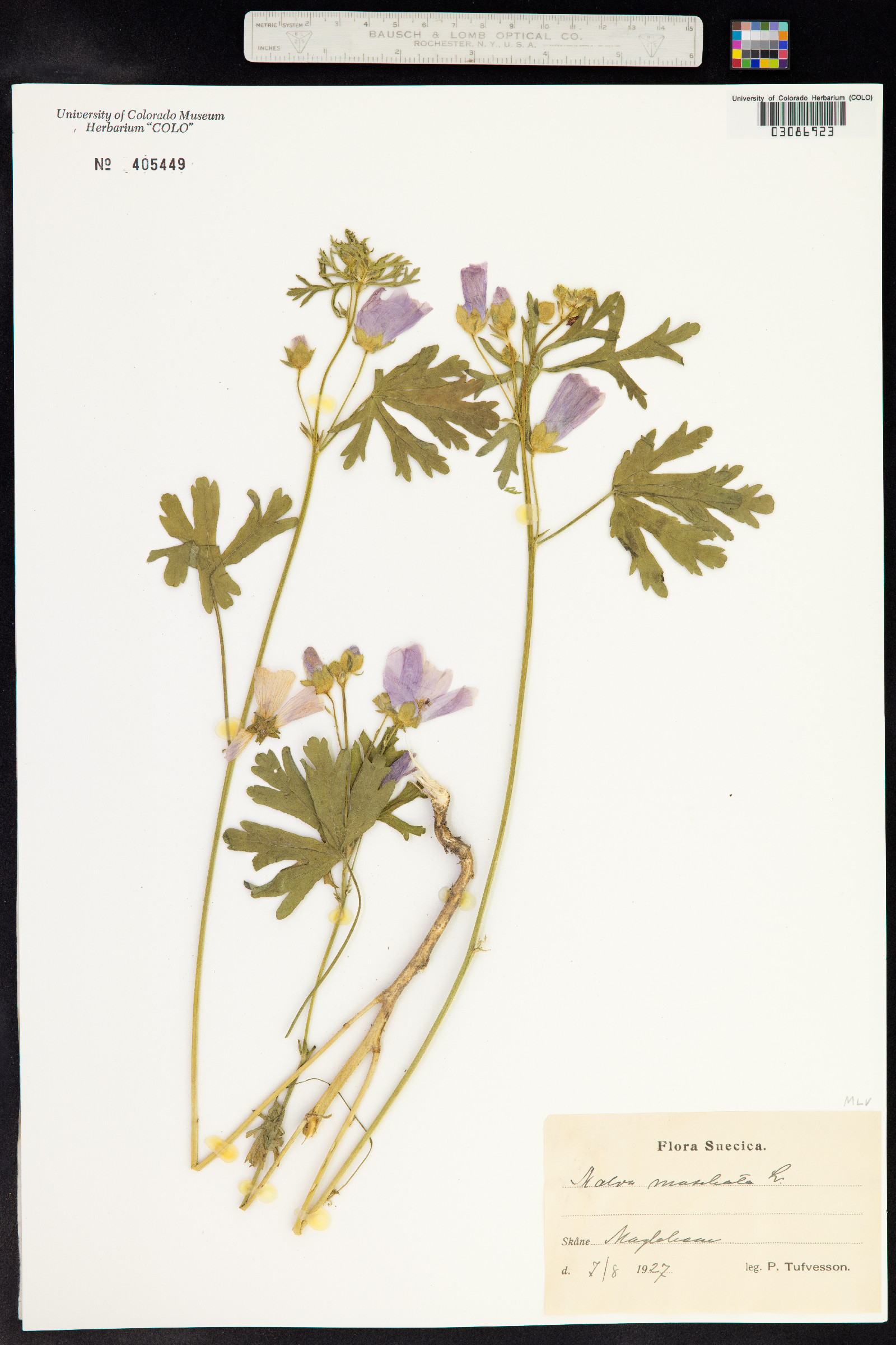 Malva moschata image