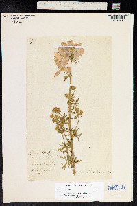 Malva moschata image