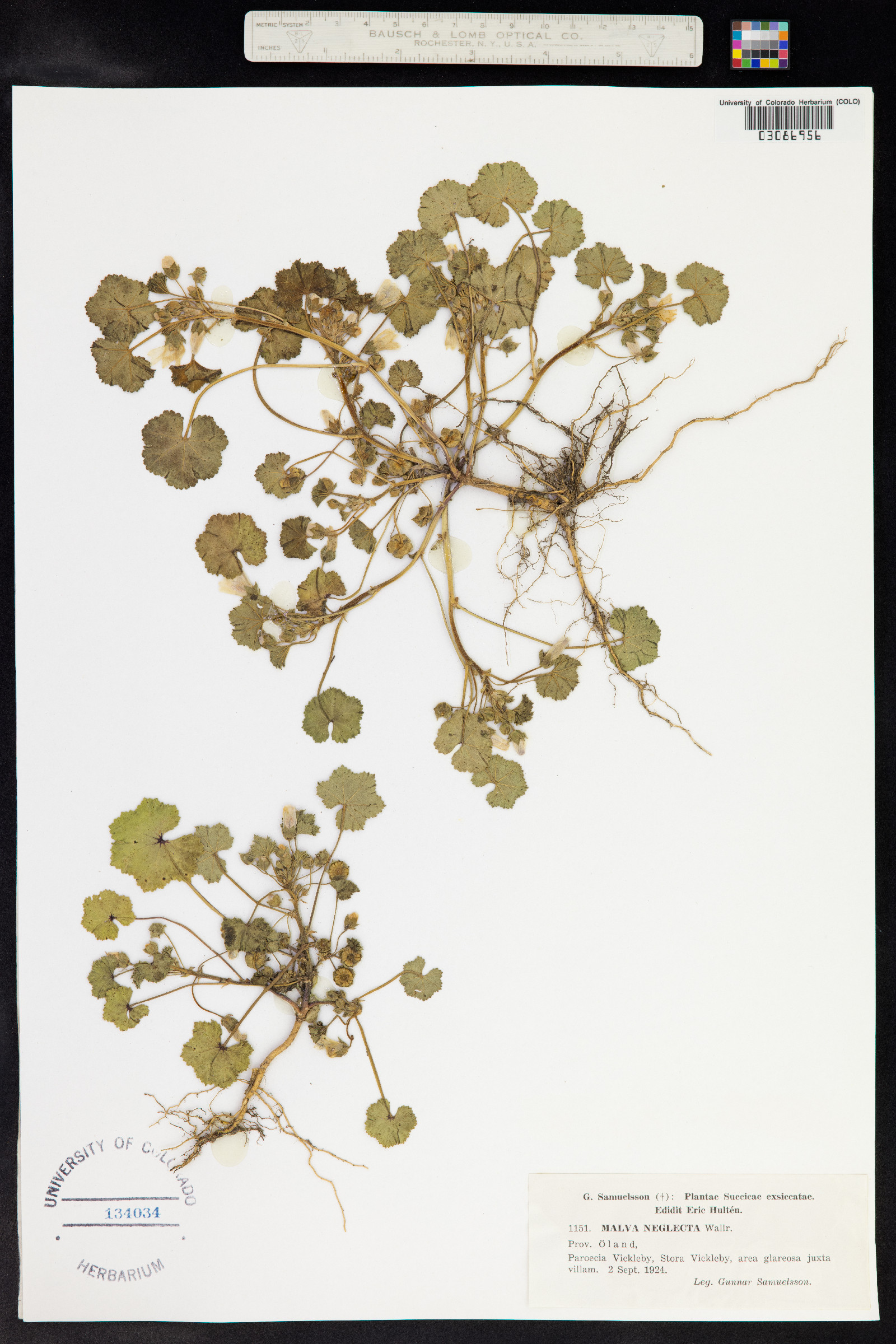 Malva neglecta image