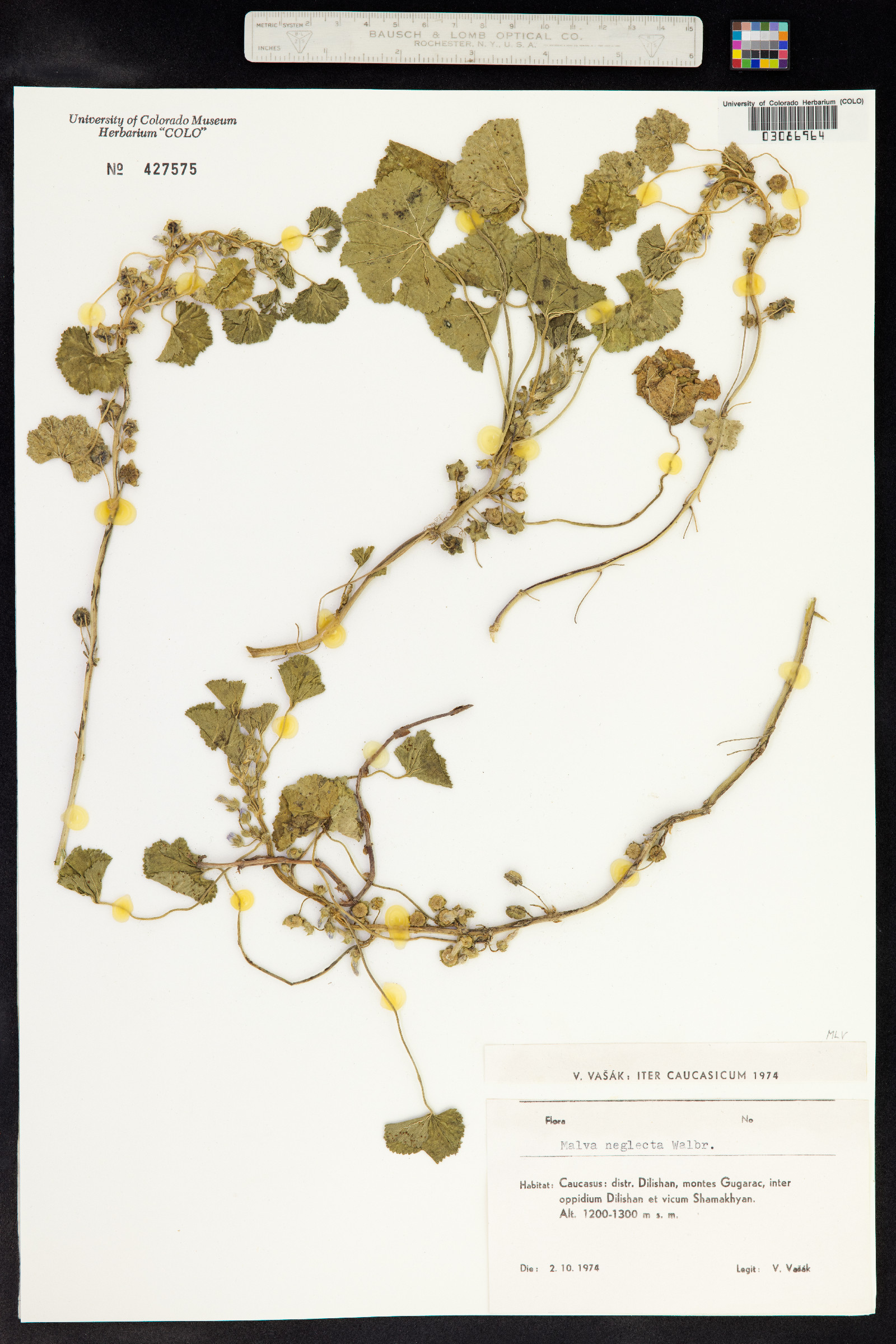 Malva neglecta image