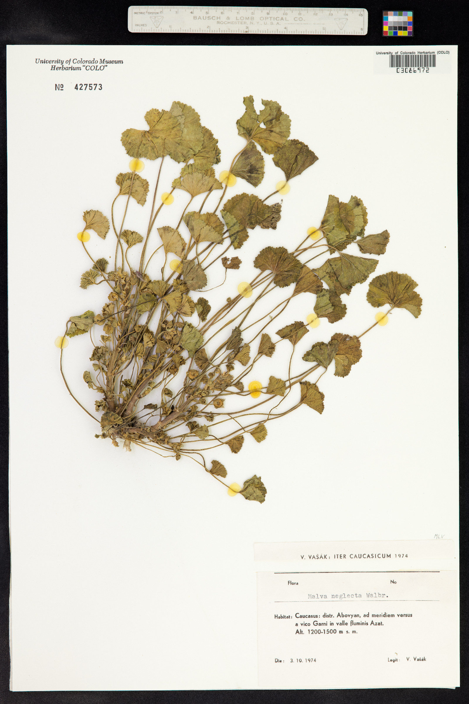 Malva neglecta image